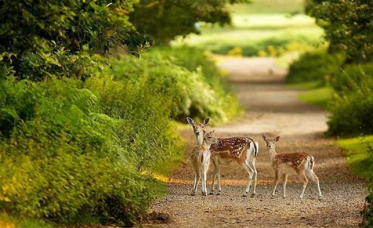 طبیعت زیبای ایران